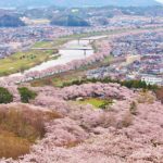 Tempat Bunga Sakura Terbaik Untuk Menyambut Musim Semi Di Tohoku